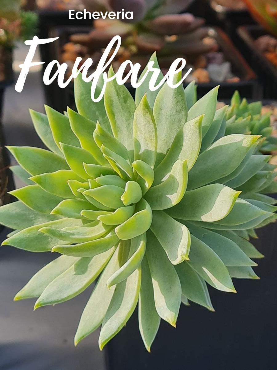 Echeveria ‘Fanfare’. Sunny kid | Succulent