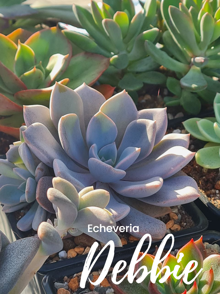 Echeveria ‘Debbie’. Sunny kid | Succulent