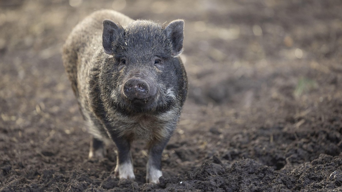    Минипиг, похожий на Эми