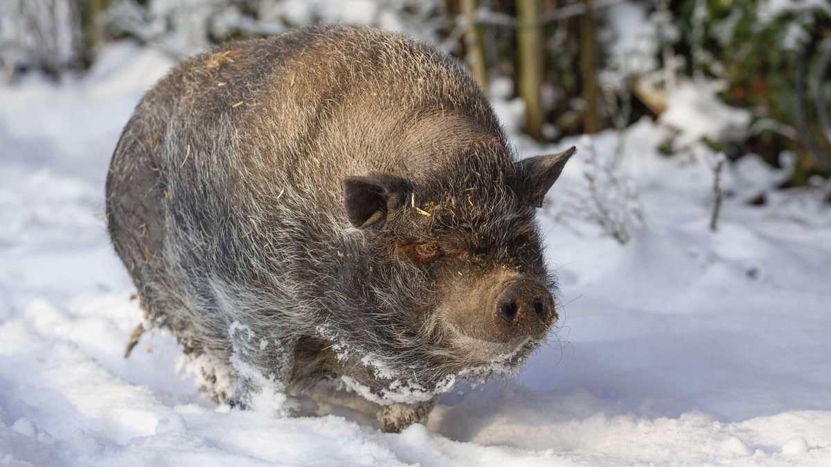    Минипиг, похожий на Эми