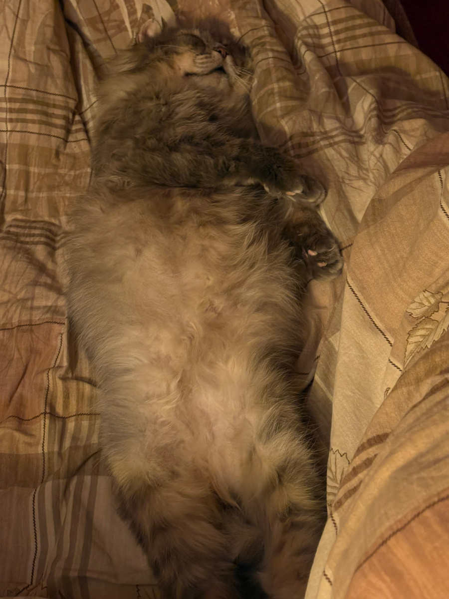 Спащий Филечка!