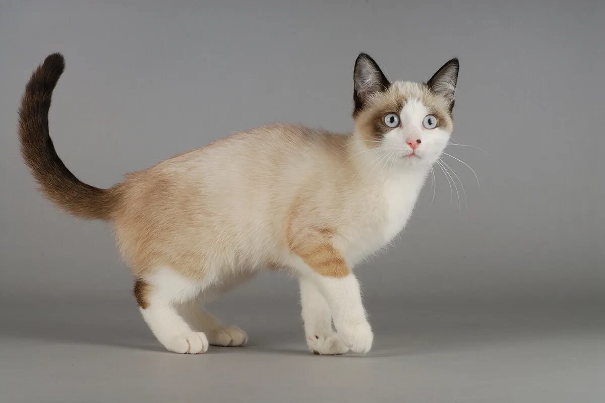 Фото с сайта: https://www.whiskas.co.uk/cat-breeds/snowshoe