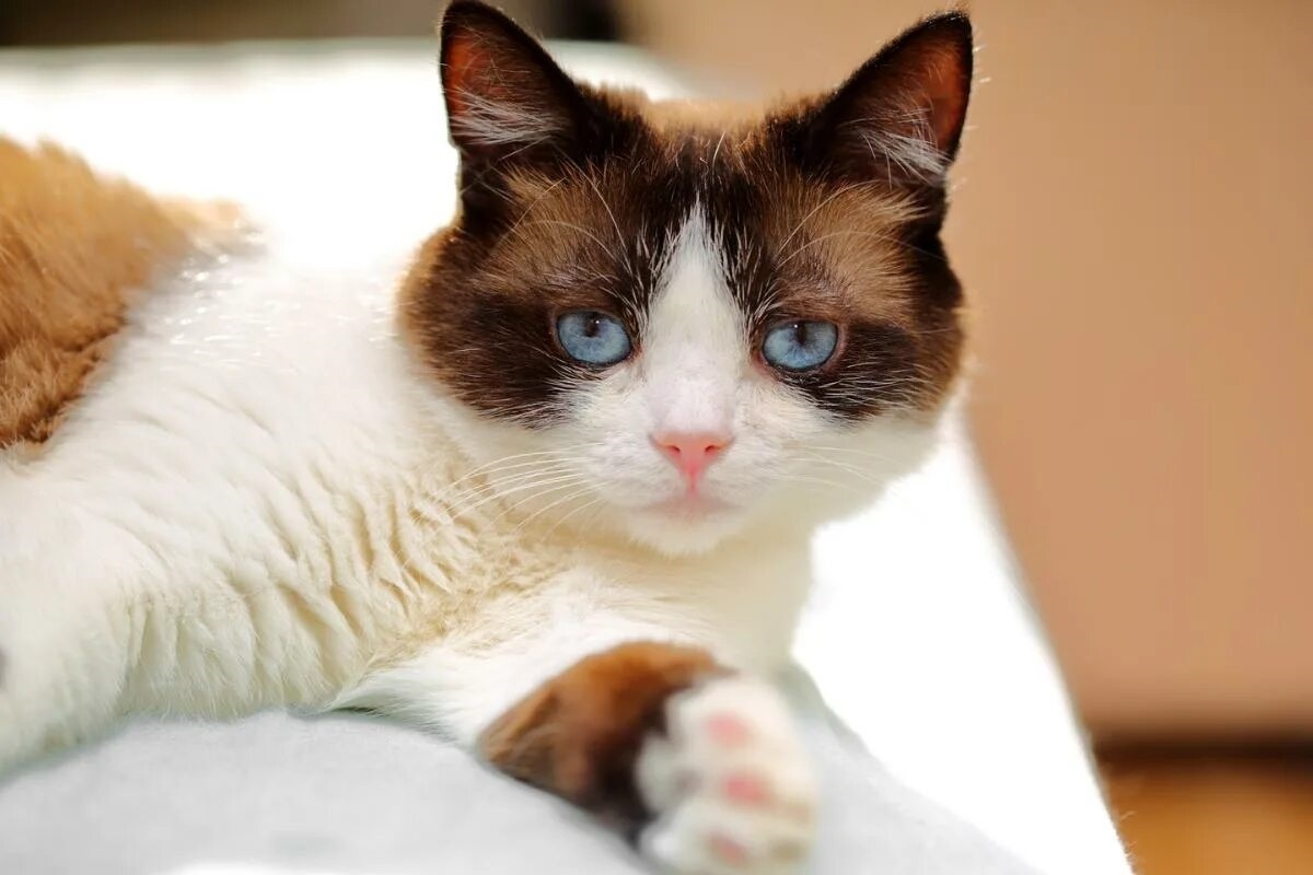 Фото с сайта: https://www.mundodeportivo.com/uncomo/animales/articulo/razas-de-gatos-con-los-ojos-azules-descubre-a-estos-bonitos-felinos-55008.html