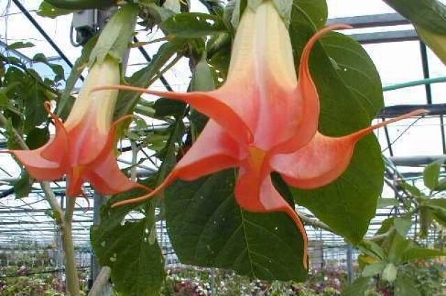    Бругмансия Фото: Commons.wikimedia.org/ Arria Belli