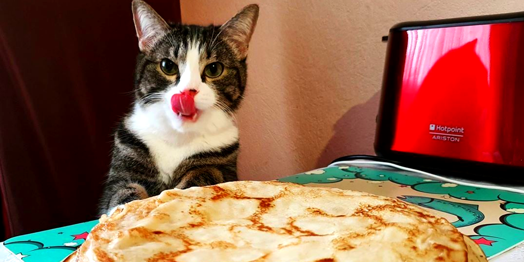 Ну хоть рыбов, добавь, Наташ, ну: домашние коты в Масленицу - отличный дуэт для хорошего отдыха