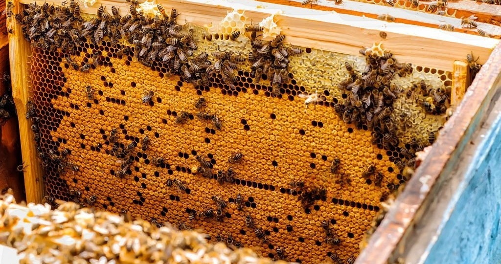 "Расширяй гнездо правильно, если не хочешь его застудить!" Как я расширяю пчелиное гнездо?