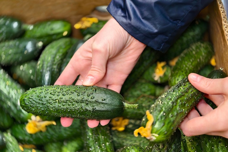    ФАС изучит ценообразование на огурцы в сетях розничной торговли Алексей БУЛАТОВ