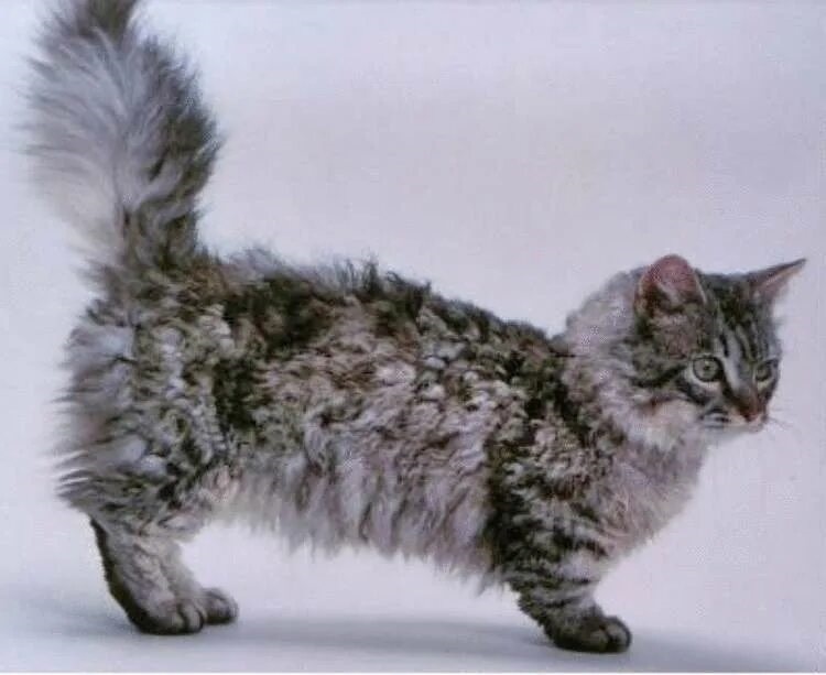 Фото с сайта: https://lime.energy/vechnye-kotyata-samye-malenkie-porody-v-mire/