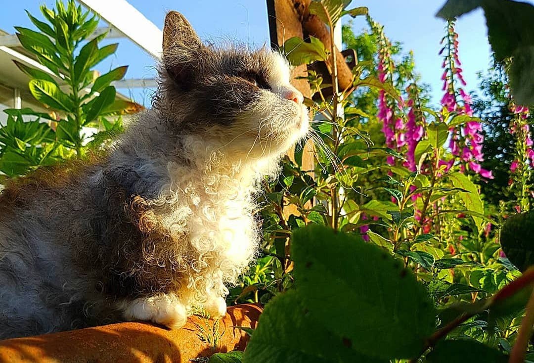 Фото с сайта: https://pets.mail.ru/cat-breeds/skookum/