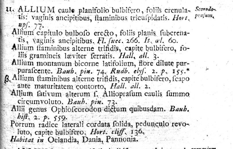 Описание Allium scorodoprasum  (Лук причесночный) в работе "Виды растений" К. Линнея 1753 года.