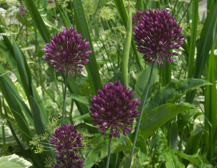 Рокамболь. Часть II.