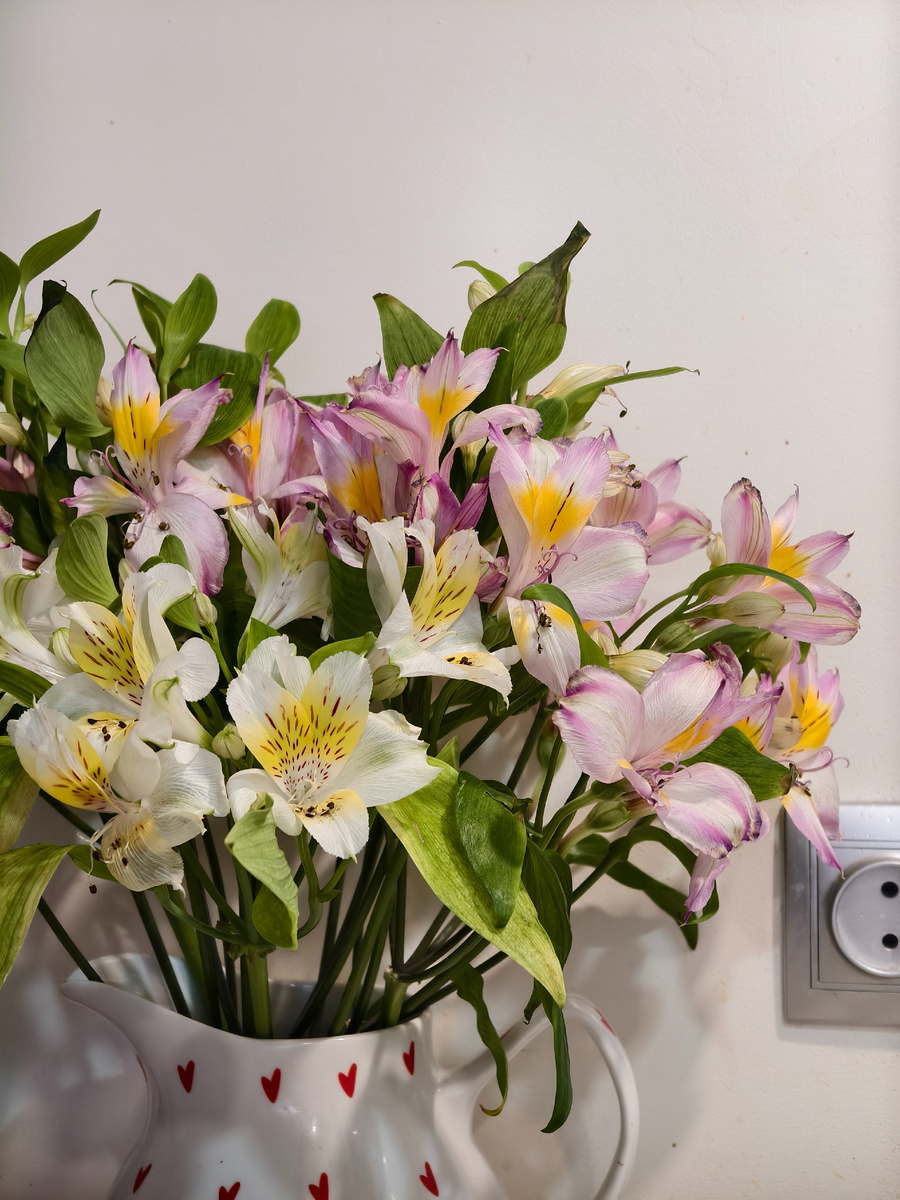 Цветут цветы