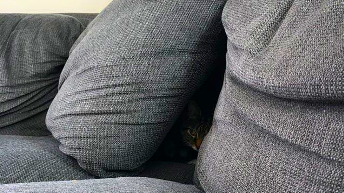 Хоть захныкайся, а пока своих внуков домой не отправишь, я не выйду! ЕЩЕ фото --->>