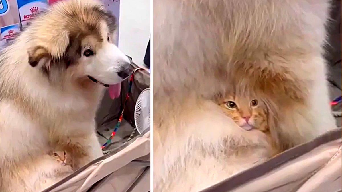 Я знаете ли в некотором роде тоже пёс!