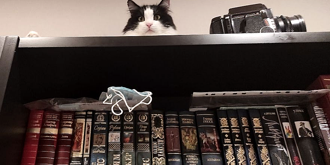 Хозяйка ищет, хныкает — они в шкафу хихикают: 15 смешных фото кошек, затаившихся в укромных местах