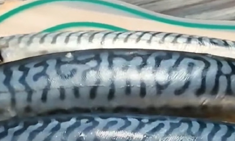 Скумбрия в духовке — как приготовить вкуснее копчёной: ароматная рыба на луковой подушке