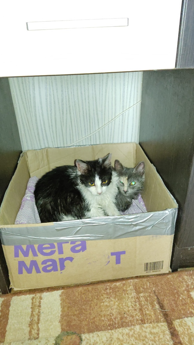 Самое первое фото. После купания. Коробка примерно 30х30 см