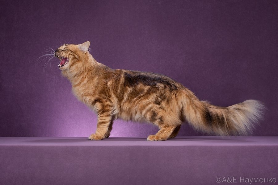 Норвежский лесной кот Felidae's Evlampij