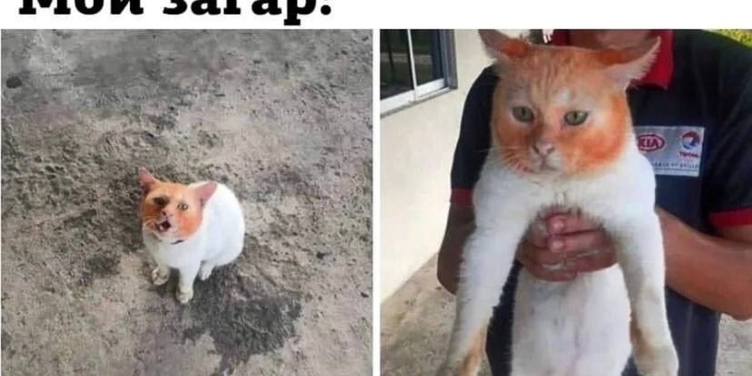 СДОХНИ, А ФАСОН ДЕРЖИ!