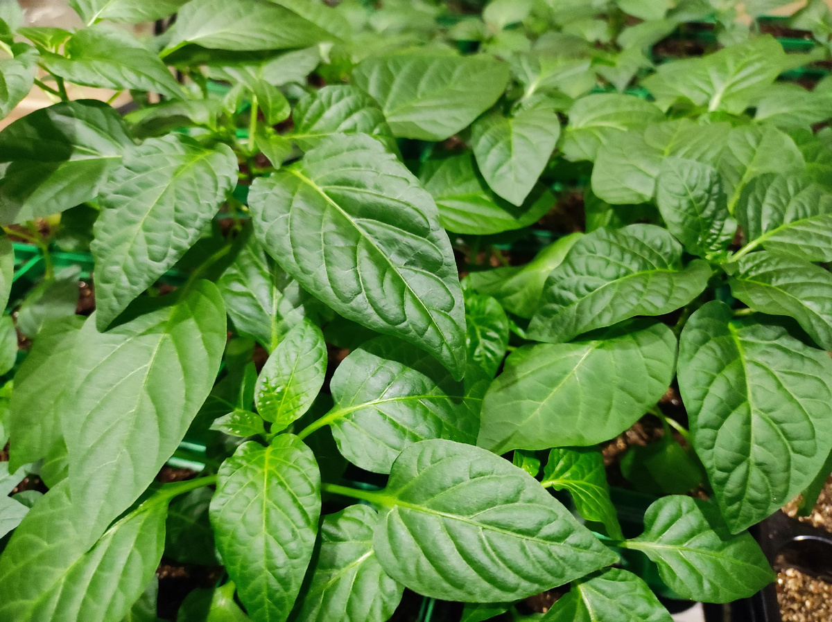 Фото автора, рассада сладкого перца, март 2025 года