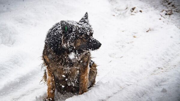    © РИА Новости Крым . Дмитрий Макеев