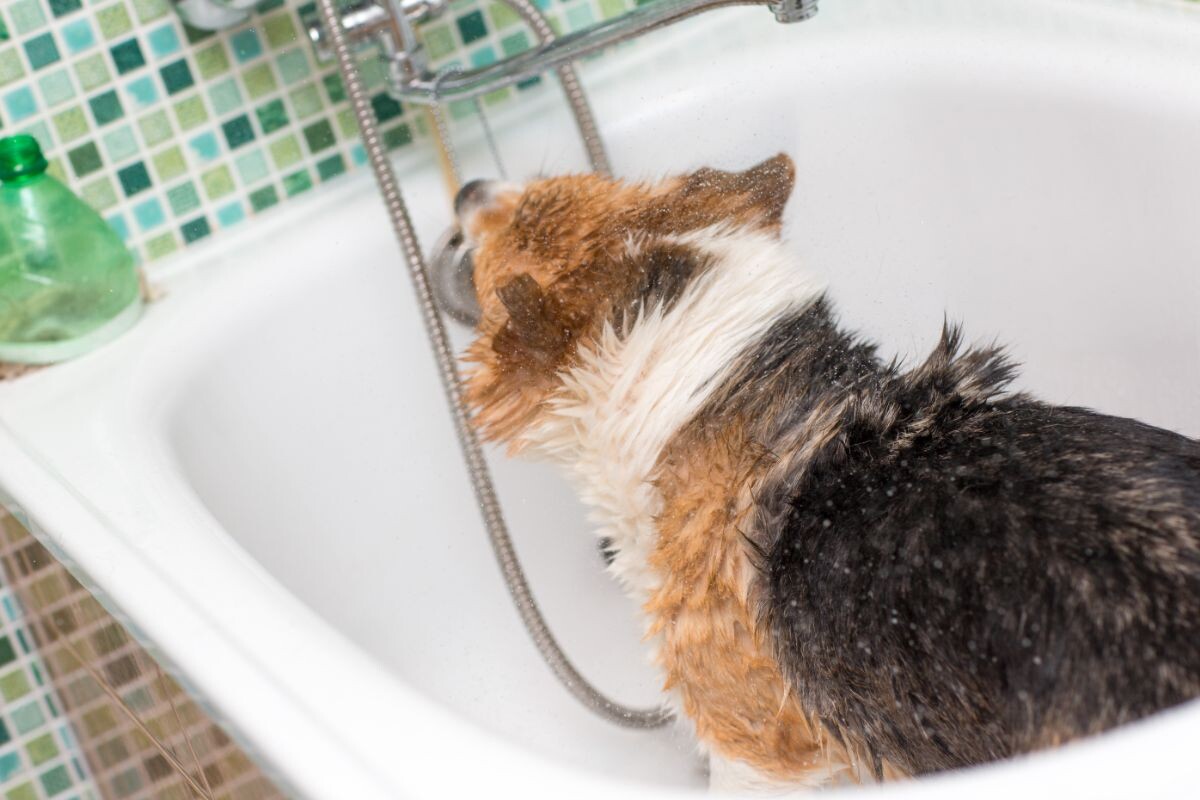 Собака в ванне 