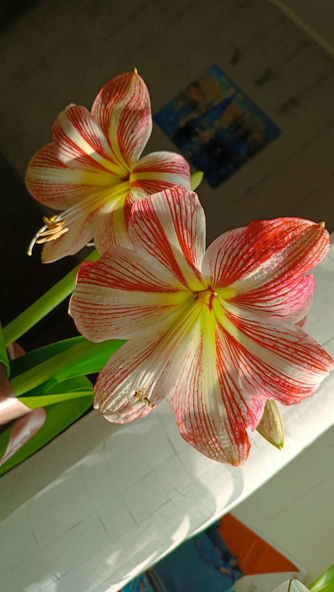 Мой "Голиаф" 😍 2026