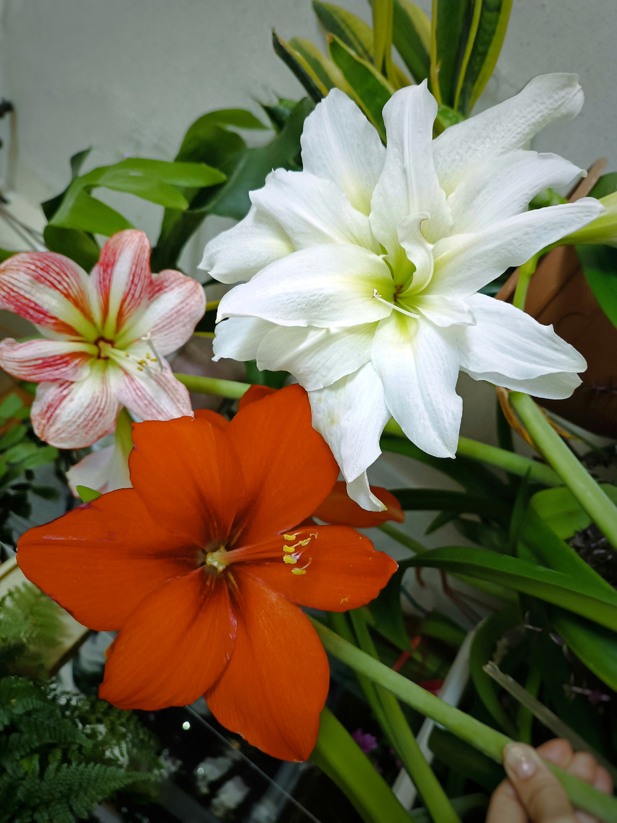 Мои "Чипполины")) 💖💖💖