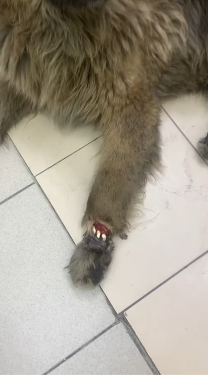 Так выглядели лапки Виталика