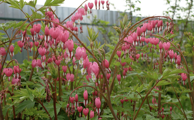 Дицентра великолепная