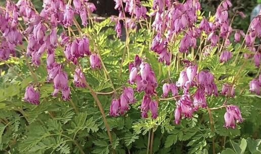 Дицентра формоза 