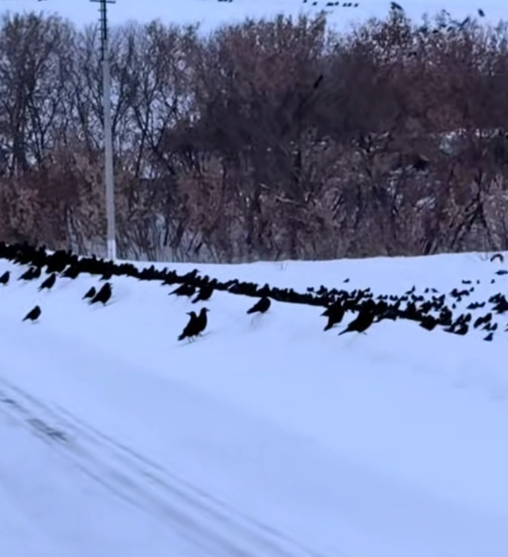 На 18 февраля прилетели грачи 