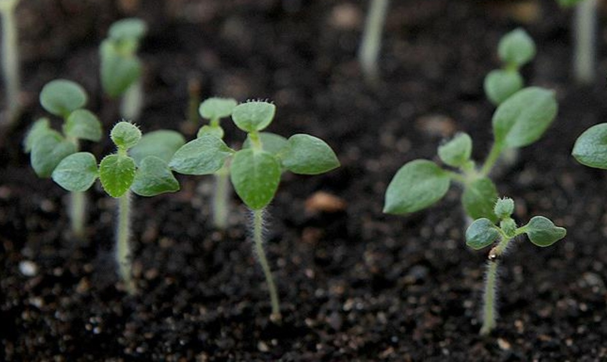 Фото из интернета. Рассада картофеля из семян.