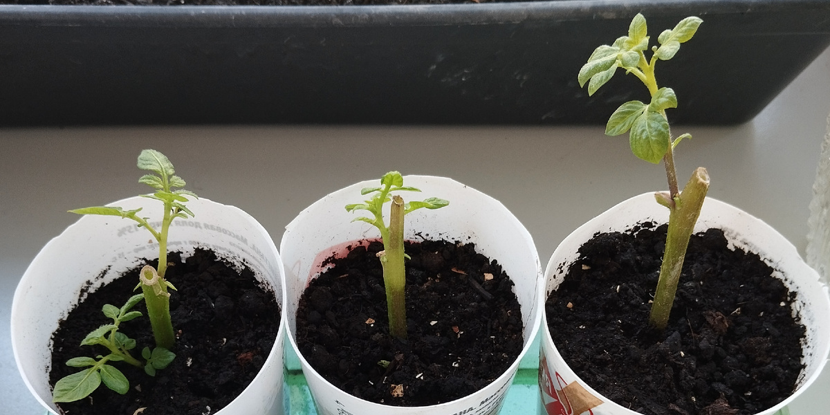 Фото автора статьи: Ворошиловой М. В. Укоренённые  черенки  картофеля 11.03.2025 г