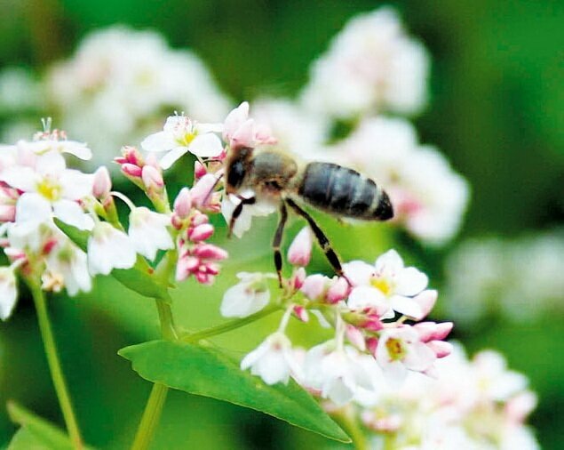 источник: https://prodazha-meda.ru/sorta-meda/grechishnyj-mjod