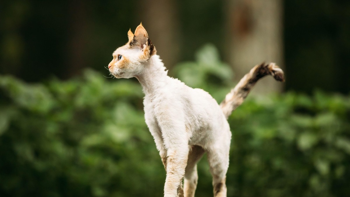    Стандарт разрешает любые возможные окрасы девон-рексов