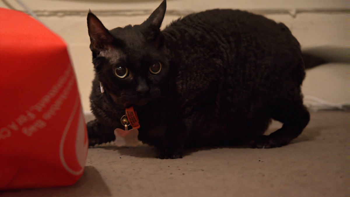    У девон-рексов допустим однотонный окрас любого оттенка