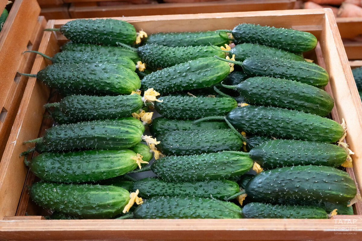 Фото: © Салават Камалетдинов / «Татар-информ»