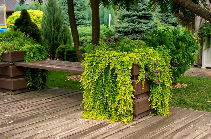 ВЕРБЕЙНИК МОНЕТЧАТЫЙ (Lysimachia nummularia)