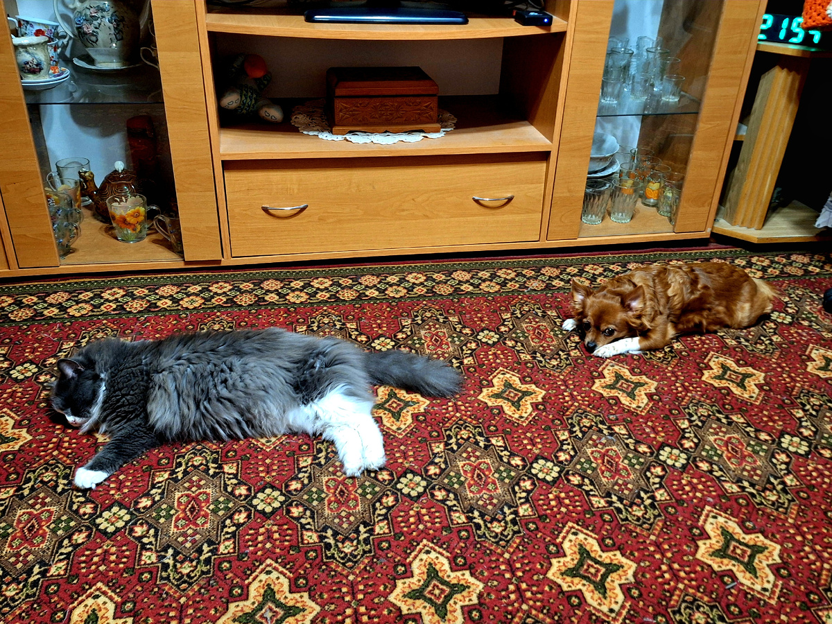 Мои Нюся и Боня тоже метеозависимые.