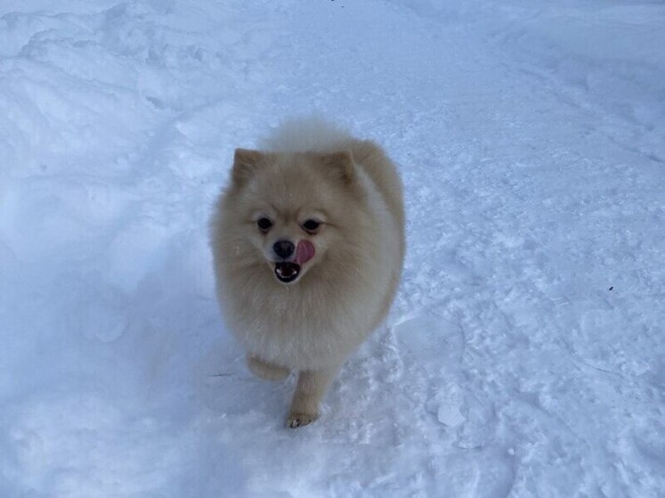     Также важно кормить питомца сбалансированно, ежедневно гулять и обеспечивать физическую нагрузку. Фото из архива "МК в Питере"