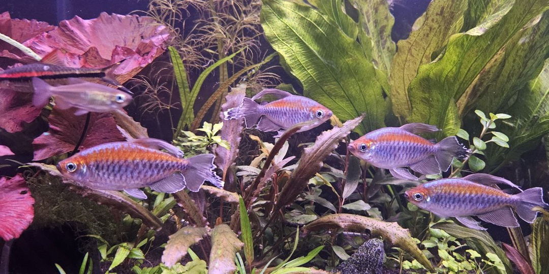 Топ рыбок, которые держат стаю, и почему стая это обман. Парадокс комфорта.