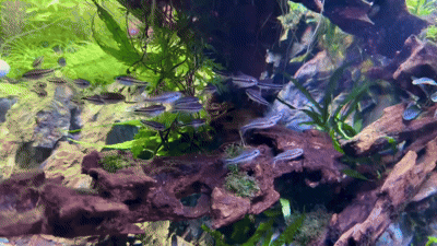 Видео представлено каналом Nurgleat Aqua 