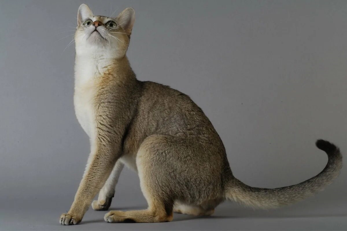 Фото с сайта: https://wirawallszz.blogspot.com/2021/10/singapura-katze-gato-singapura-animais.html