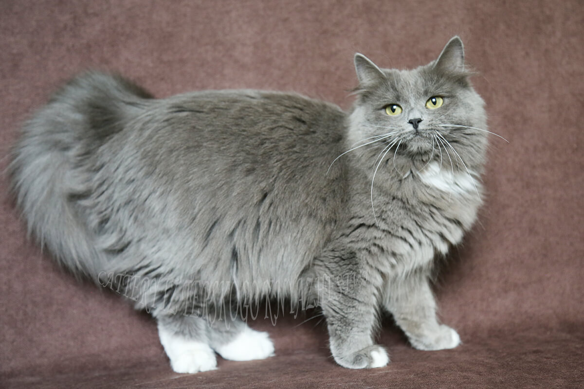 Фото с сайта: https://tverknyazhestvo.ru/tpost/kzforfca31-okrasi-sibirskoi-koshki-goluboi-okras