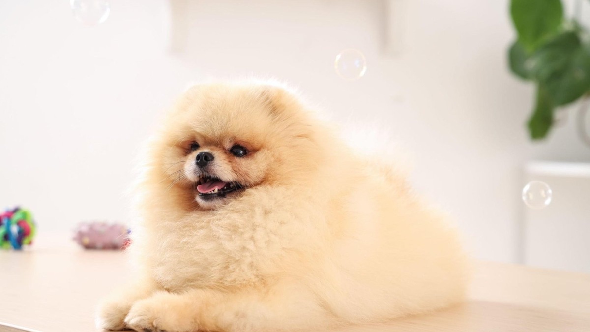    Большинство окрасов, разрешенных стандартом этой породы, однотонные