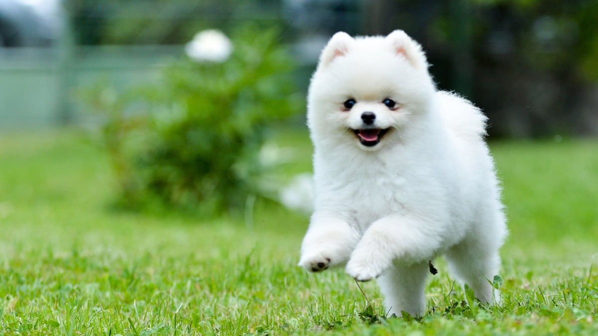    Однотонные окрасы шпицев практически не допускают пятен и неровности цвета