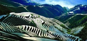 Китайские рисовые поля, раскрашенные в цвет зебры