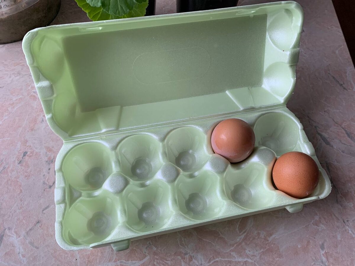 Замачивать будем в ячейках – сразу 10 сортов. Фото автора 