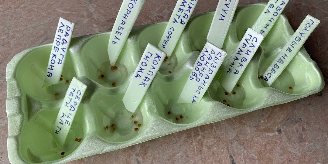 Мой ловкий способ замачивания семян томатов: хоть 100 сортов – ничего не перепутается